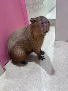 アニタッチアクアシティお台場に投稿された画像（2025/2/16）