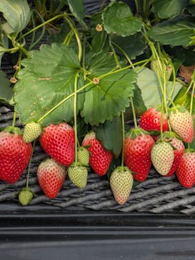 ICHIGOHOUSE.HITACHINAKAに投稿された画像（2025/2/16）