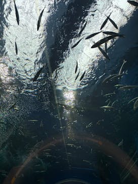 滋賀県立琵琶湖博物館に投稿された画像（2025/2/16）