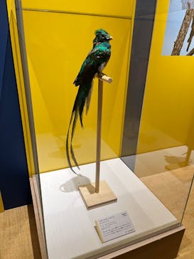 特別展「鳥 ～ゲノム解析が解き明かす新しい鳥類の系統～」国立科学博物館に投稿された画像（2025/2/16）