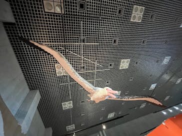 特別展「鳥 ～ゲノム解析が解き明かす新しい鳥類の系統～」国立科学博物館に投稿された画像（2025/2/16）