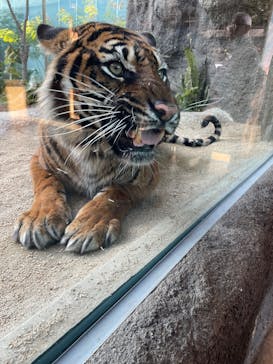 神戸どうぶつ王国に投稿された画像（2025/2/16）