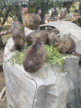 神戸どうぶつ王国に投稿された画像（2025/2/16）