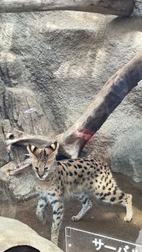 神戸どうぶつ王国に投稿された画像（2025/2/16）