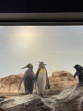 マクセル アクアパーク品川に投稿された画像（2025/2/16）