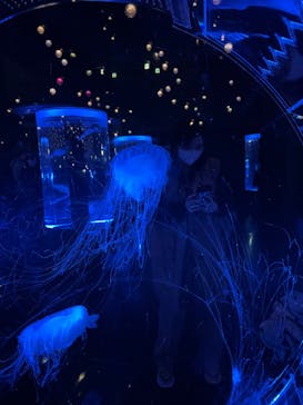 マクセル アクアパーク品川に投稿された画像（2025/2/16）