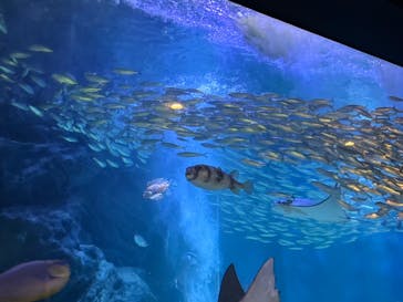 マクセル アクアパーク品川に投稿された画像（2025/2/16）