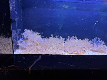 マクセル アクアパーク品川に投稿された画像（2025/2/16）