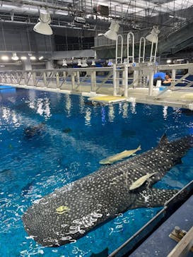 沖縄美ら海水族館（館内体験）に投稿された画像（2025/2/16）