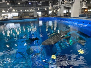 沖縄美ら海水族館（館内体験）に投稿された画像（2025/2/16）