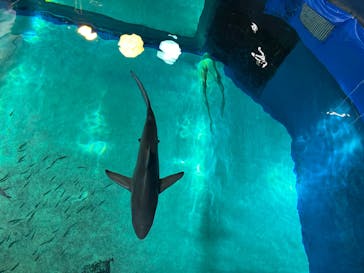 沖縄美ら海水族館（館内体験）に投稿された画像（2025/2/16）