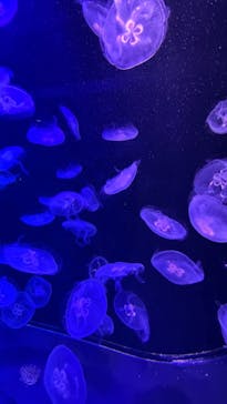 マリンワールド海の中道に投稿された画像（2025/2/16）