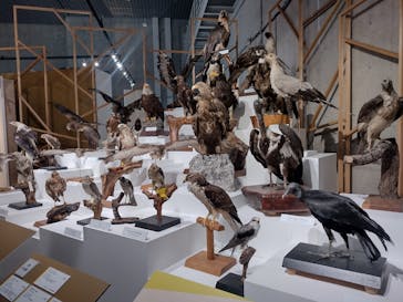 特別展「鳥 ～ゲノム解析が解き明かす新しい鳥類の系統～」国立科学博物館に投稿された画像（2025/2/16）