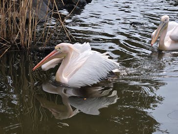 神戸どうぶつ王国に投稿された画像（2025/2/16）