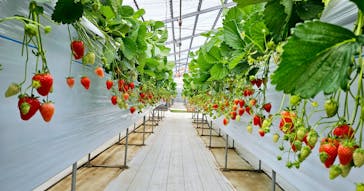 (株)みどりやファームに投稿された画像（2025/2/16）