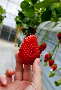 (株)みどりやファームに投稿された画像（2025/2/16）