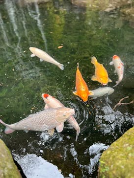 箱根湯本温泉 天成園に投稿された画像（2025/2/16）