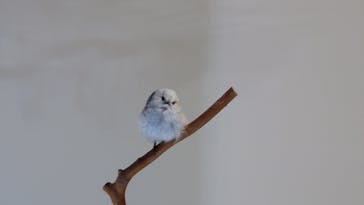 特別展「鳥 ～ゲノム解析が解き明かす新しい鳥類の系統～」国立科学博物館に投稿された画像（2025/2/16）