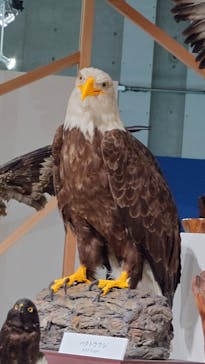 特別展「鳥 ～ゲノム解析が解き明かす新しい鳥類の系統～」国立科学博物館に投稿された画像（2025/2/16）