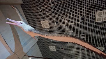 特別展「鳥 ～ゲノム解析が解き明かす新しい鳥類の系統～」国立科学博物館に投稿された画像（2025/2/16）