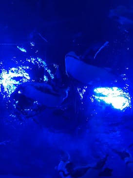 サンシャイン水族館に投稿された画像（2025/2/16）