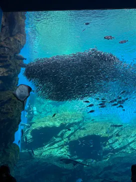 仙台うみの杜水族館に投稿された画像（2025/2/16）