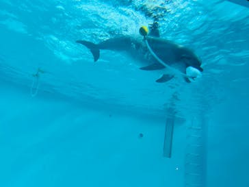 しながわ水族館に投稿された画像（2025/2/16）