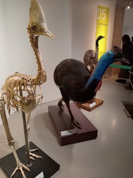 特別展「鳥 ～ゲノム解析が解き明かす新しい鳥類の系統～」国立科学博物館に投稿された画像（2025/2/16）