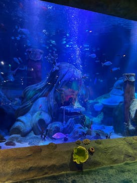 レゴランドⓇ・ジャパン・リゾートに投稿された画像（2025/2/16）