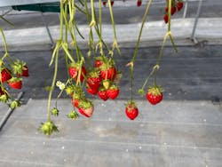 しい茸ランドかさやに投稿された画像（2025/2/16）