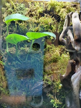 カワスイ 川崎⽔族館に投稿された画像（2025/2/16）