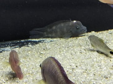 カワスイ 川崎⽔族館に投稿された画像（2025/2/16）