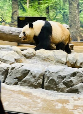 恩賜上野動物園に投稿された画像（2025/2/17）