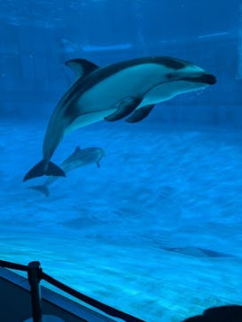 名古屋港水族館に投稿された画像（2025/2/17）