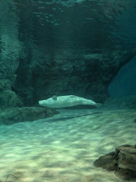 名古屋港水族館に投稿された画像（2025/2/17）