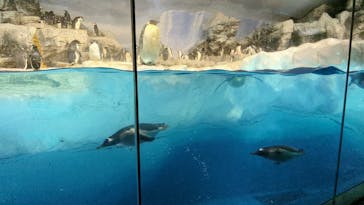名古屋港水族館に投稿された画像（2025/2/17）