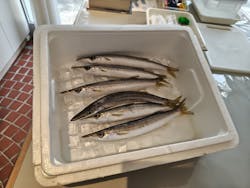 HimonoDiningかまなりに投稿された画像（2025/2/17）