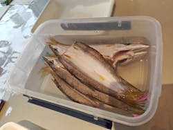 HimonoDiningかまなりに投稿された画像（2025/2/17）