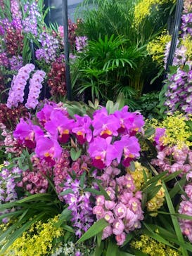 世界らん展2026-花と緑の祭典-に投稿された画像（2025/2/17）