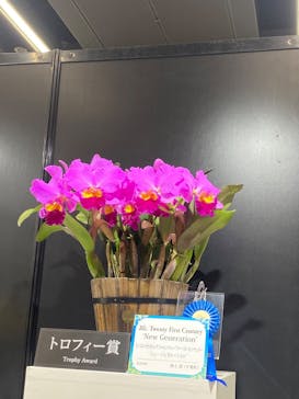 世界らん展2026-花と緑の祭典-に投稿された画像（2025/2/17）