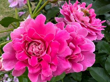 京成バラ園に投稿された画像（2025/2/17）