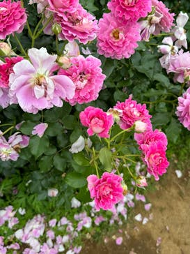 京成バラ園に投稿された画像（2025/2/17）