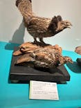 特別展「鳥 ～ゲノム解析が解き明かす新しい鳥類の系統～」国立科学博物館に投稿された画像（2025/2/17）
