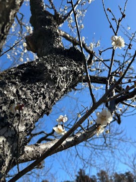 偕楽園本園に投稿された画像（2025/2/17）