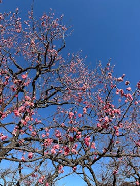 偕楽園本園に投稿された画像（2025/2/17）