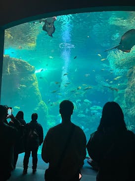 新江ノ島水族館に投稿された画像（2025/2/17）