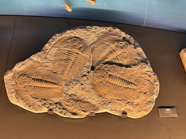 環境水族館アクアマリンふくしまに投稿された画像（2025/2/17）