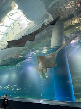 マクセル アクアパーク品川に投稿された画像（2025/2/17）