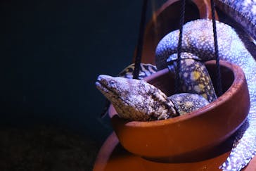 竹島水族館に投稿された画像（2025/2/17）