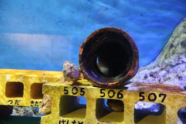 竹島水族館に投稿された画像（2025/2/17）